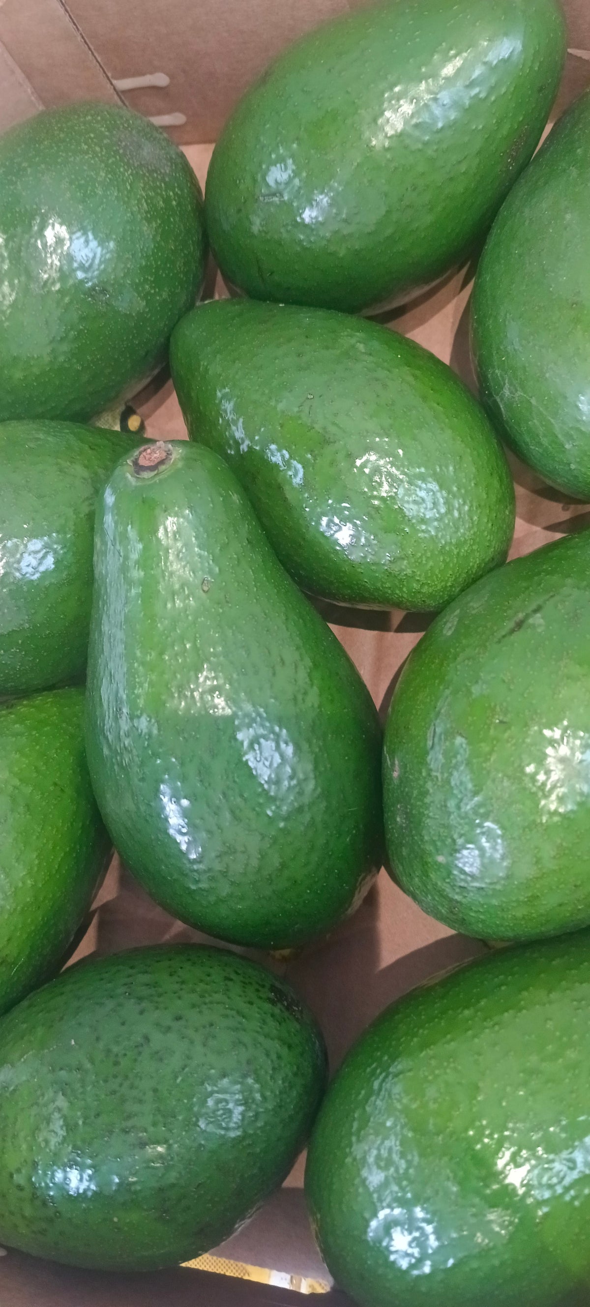 Avocado